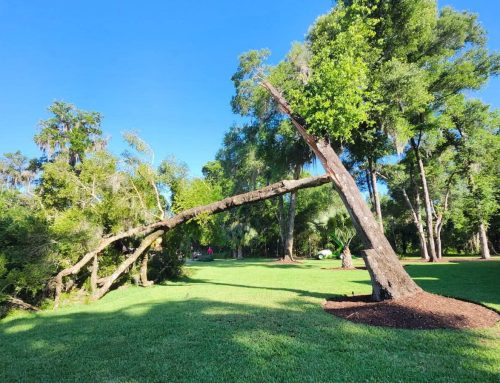 Crane-Assisted Laurel Oak Removal After Tree Failure in DeLand, FL