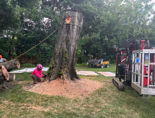 Large Tree Removal Next to a Home in Winter Park, FL