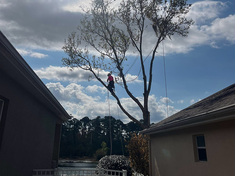 Central Florida Tree Pruning in Spring by Aggressive Tree Pros & Stump Grinding, LLC