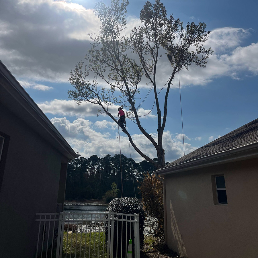Central Florida Tree Pruning in Spring by Aggressive Tree Pros & Stump Grinding, LLC