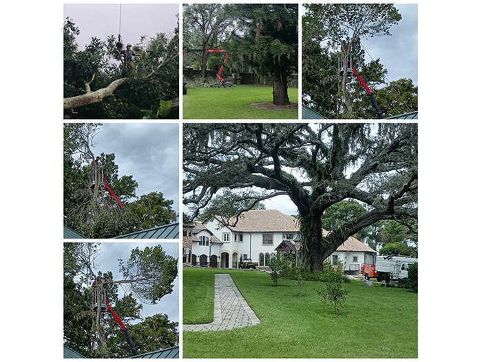 Certified arborists trimming a tree during cooler weather in Lake Mary, Winter Park and Heathrow, Florida
