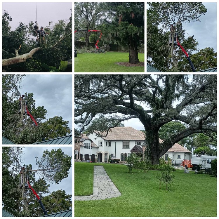 Certified arborists trimming a tree during cooler weather in Lake Mary, Winter Park and Heathrow, Florida