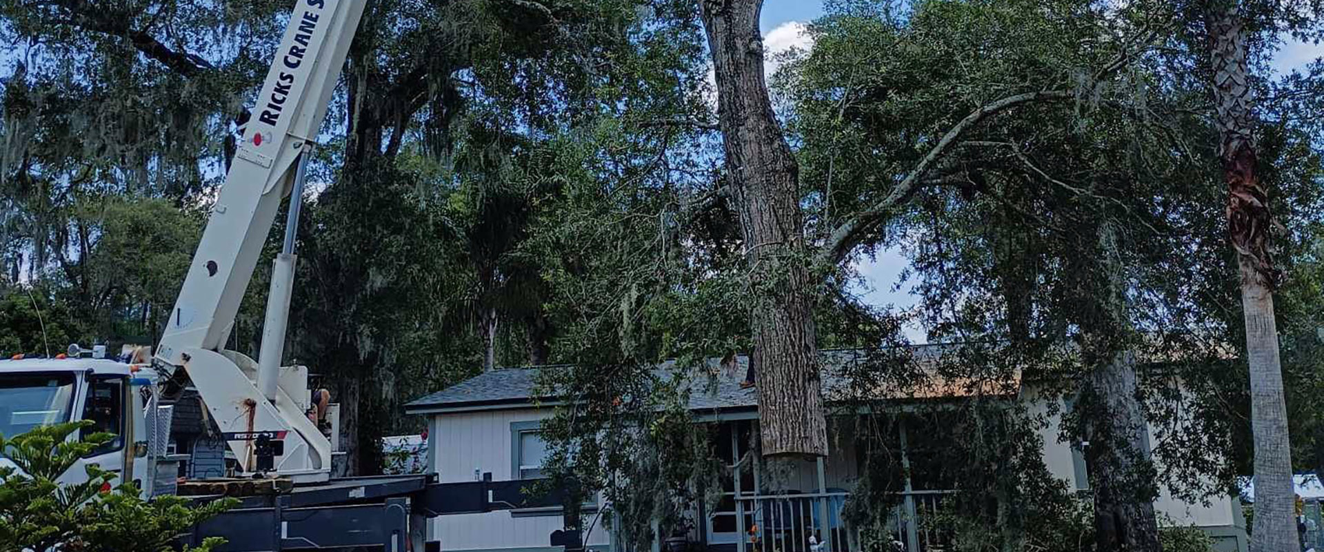 Tree Removals at Aggressive Tree Pros & Stump Grinding, LLC in Central Florida