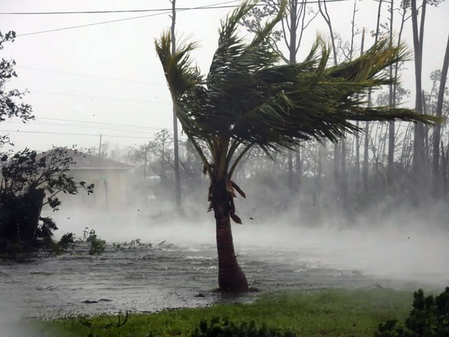 Hurricane Season Trees Care Tips in Winter Park Florida by at Aggressive Tree Pros & Stump Grinding, LLC