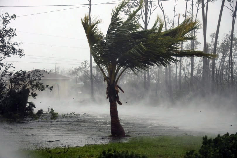 Hurricane Season Trees Care Tips in Winter Park Florida by at Aggressive Tree Pros & Stump Grinding, LLC