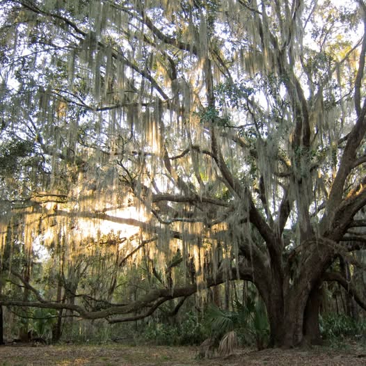 Summer Tree Care Tips: How to Protect Your Live Oaks in Central Florida by Aggressive Tree Pros & Stump Grinding, LLC