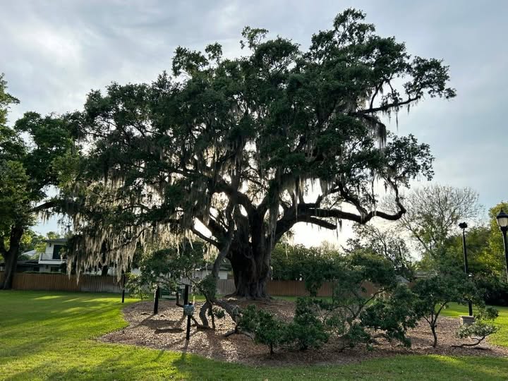Regular Tree Inspections in Winter Park and the Central Florida area by Aggressive Tree Pros & Stump Grinding, LLC