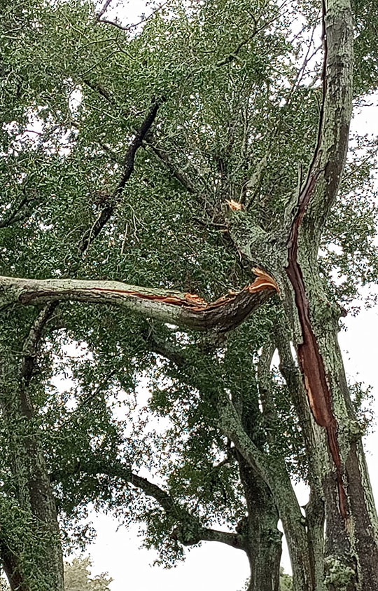 Regular Tree Pruning by Aggressive Tree Pros in Winter Park, Florida