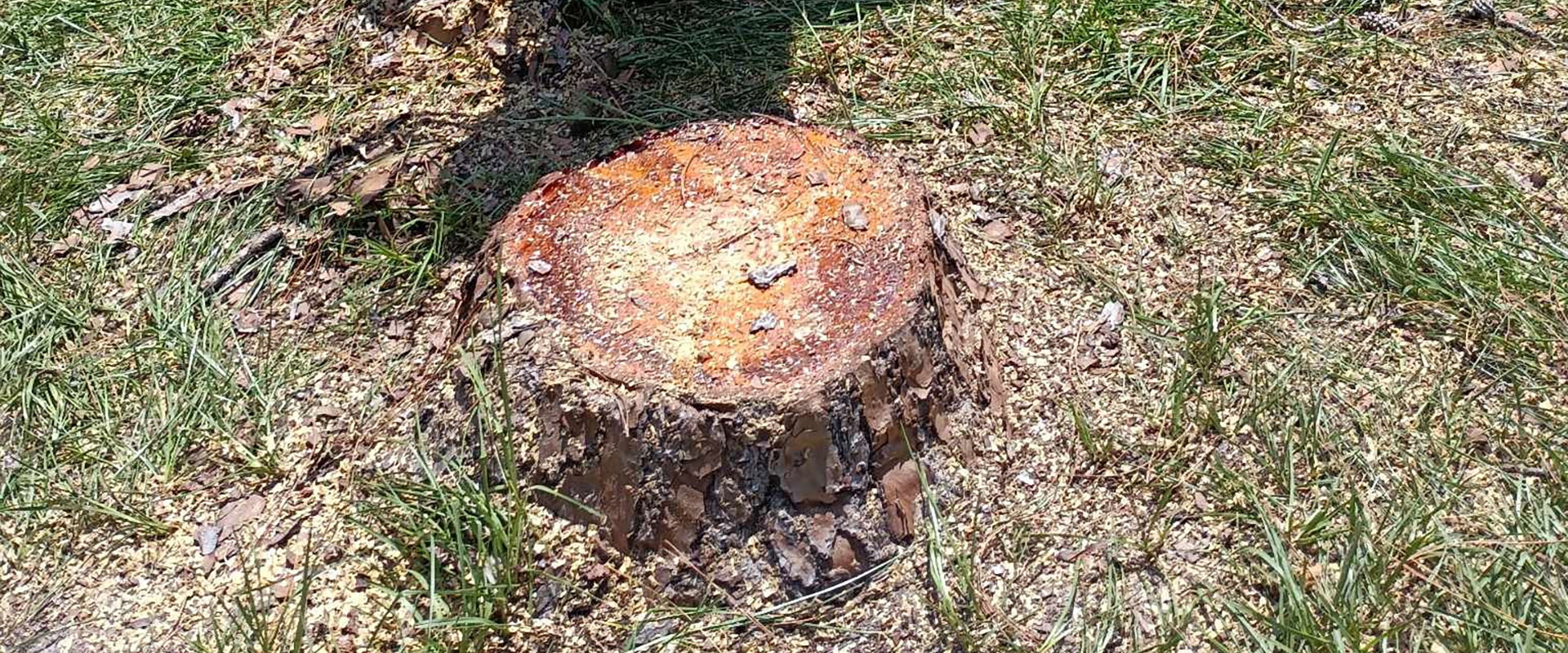 Stump Grinding Services in Central Florida by Aggressive Tree Pros & Stump Grinding, LLC.