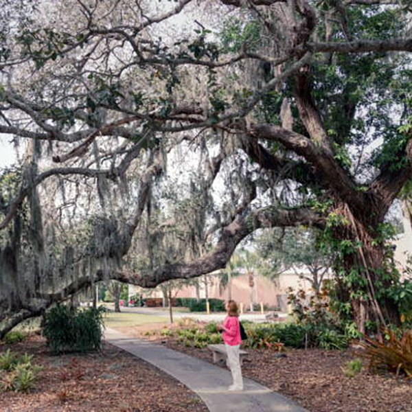 Signs of Tree Decay You Shouldn’t Ignore in Winter Park, Florida by Aggressive Tree Pros & Stump Grinding, LLC Signs of Tree Decay You Shouldn’t Ignore in Winter Park, Florida by Aggressive Tree Pros & Stump Grinding, LLC