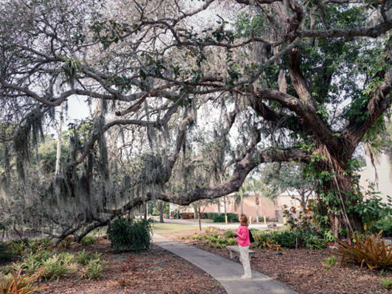 Signs of Tree Decay You Shouldn’t Ignore in Winter Park, Florida by Aggressive Tree Pros & Stump Grinding, LLC