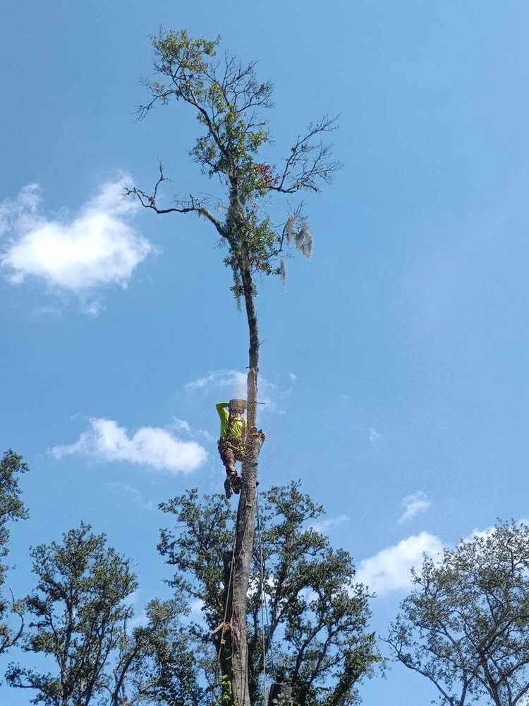 Tree Trimming Services at Aggressive Tree Pros & Stump Grinding, LLC in Central Florida