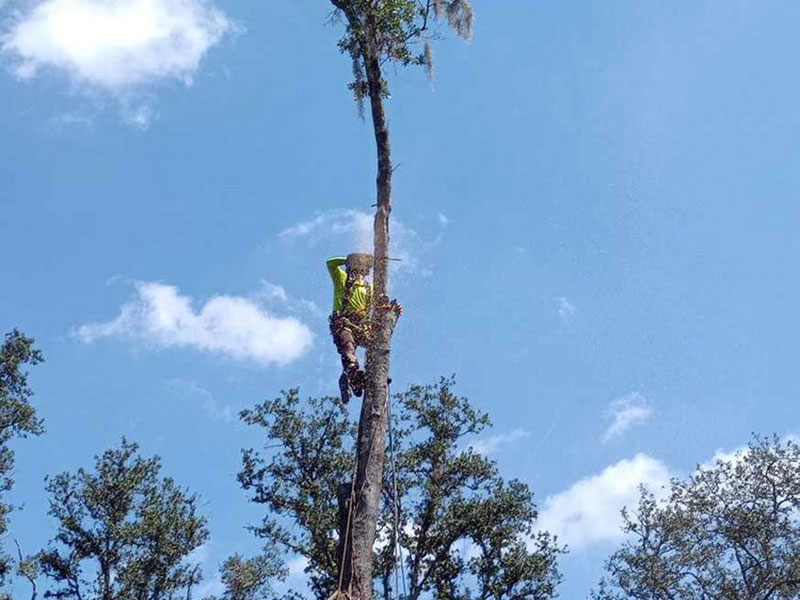 Tree Trimming Services at Aggressive Tree Pros and Stump Grinding, LLC 
