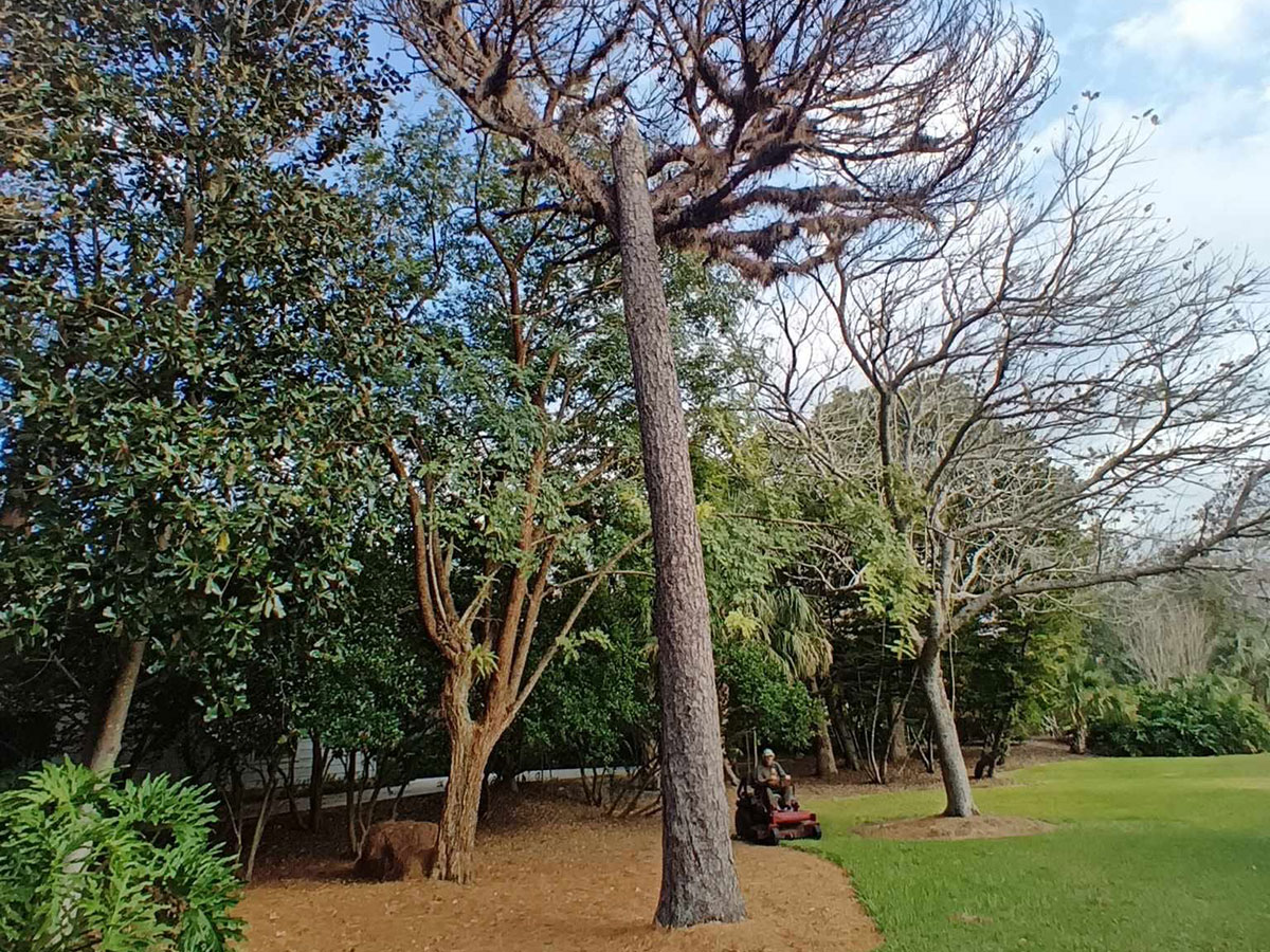 Tall pine tree with significant canopy dieback showing structural risk near a home in Lake Mary, FL