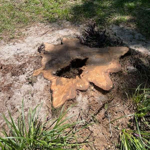 Decaying tree stump showing wood rot that can attract termites and other pests in the Greater Orlando Florida Area