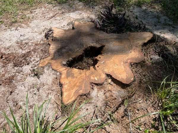 Decaying tree stump showing wood rot that can attract termites and other pests in the Greater Orlando Florida Area