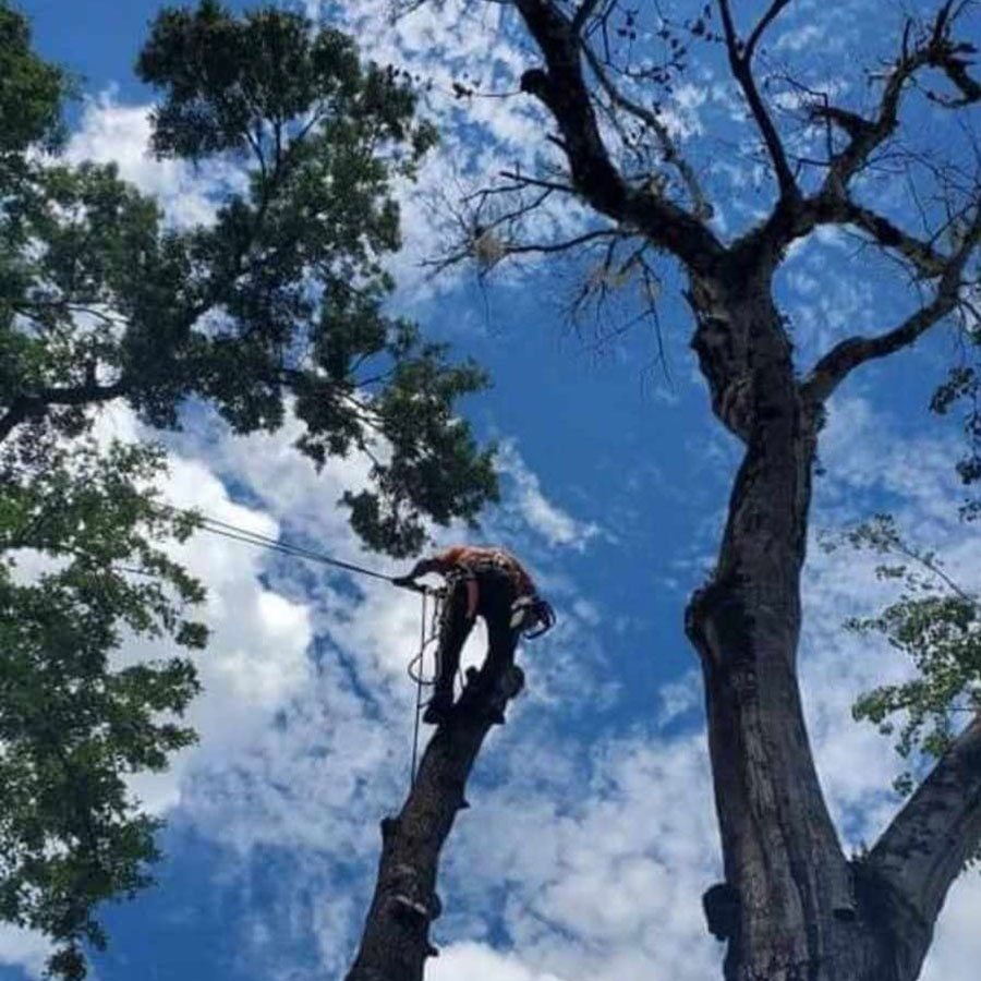 Hazardous dead tree being removed in Lake Mary Florida due to structural deterioration and failure risk