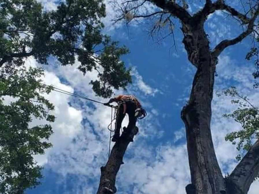 Hazardous dead tree being removed in Lake Mary Florida due to structural deterioration and failure risk