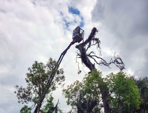 Large Pine Tree Removal Using a Lift in Lake Mary, FL