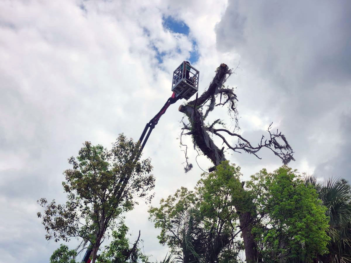 Large pine tree removal using an aerial lift in Lake Mary, Florida