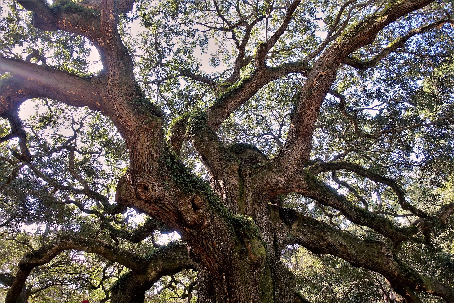 Large mature live oak tree with heavy limbs and sprawling canopy near a home in Lake Mary Florida