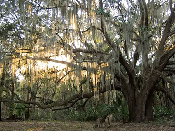 Summer Tree Care Tips: How to Protect Your Live Oaks in Central Florida by Aggressive Tree Pros & Stump Grinding, LLC
