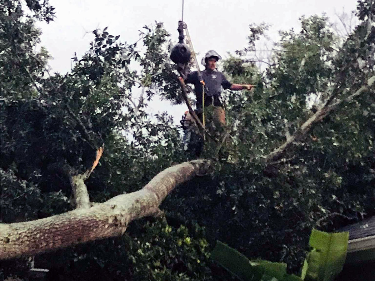 Certified arborist removing a storm-damaged tree during emergency tree services in Lake Mary, FL