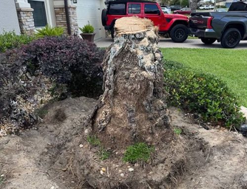 Stump Grinding Around a Retaining Wall in Apopka, FL