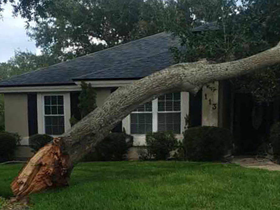 Large tree that fell onto a home after a severe storm in the Lake Mary, Florida area
