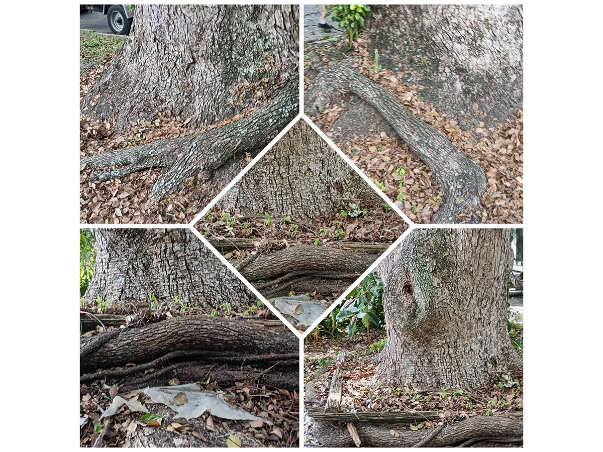 Tree trunk and exposed roots showing signs of stress and structural issues