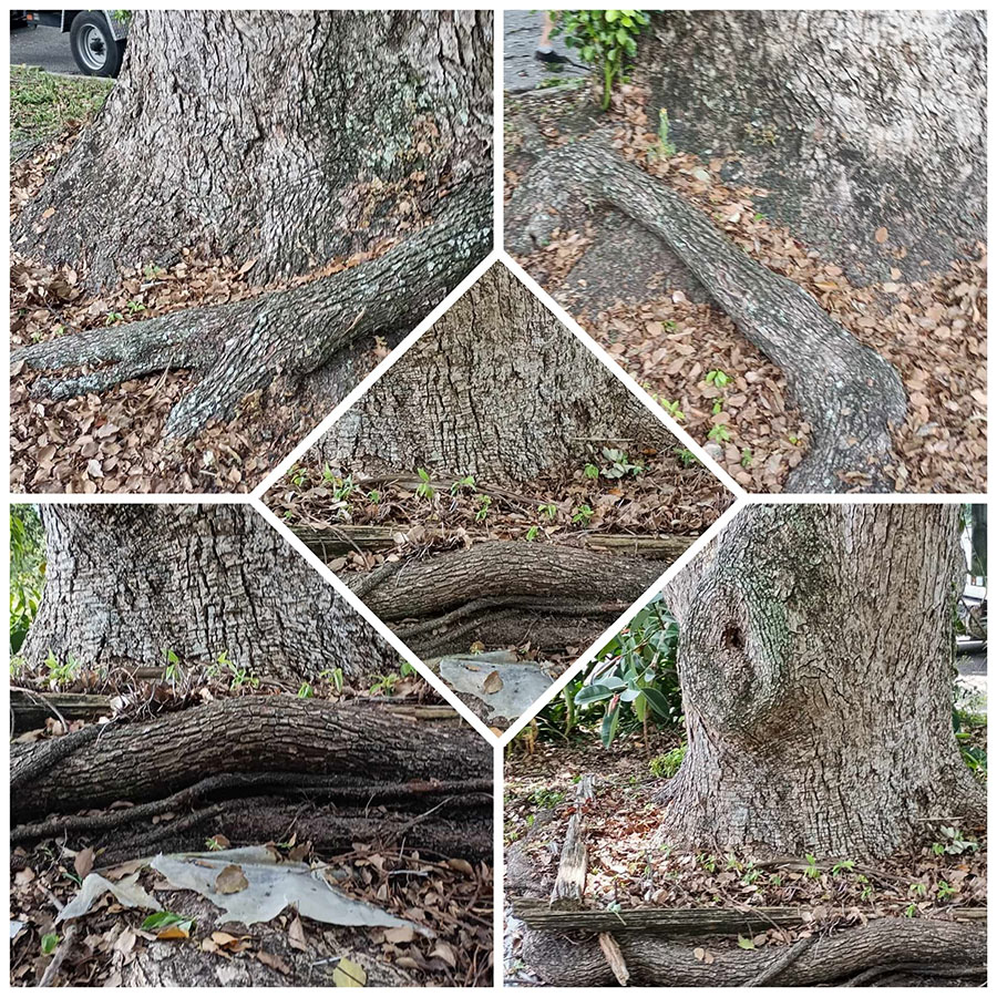 Tree trunk and exposed roots showing signs of stress and structural issues Tree trunk and exposed roots showing signs of stress and structural issues