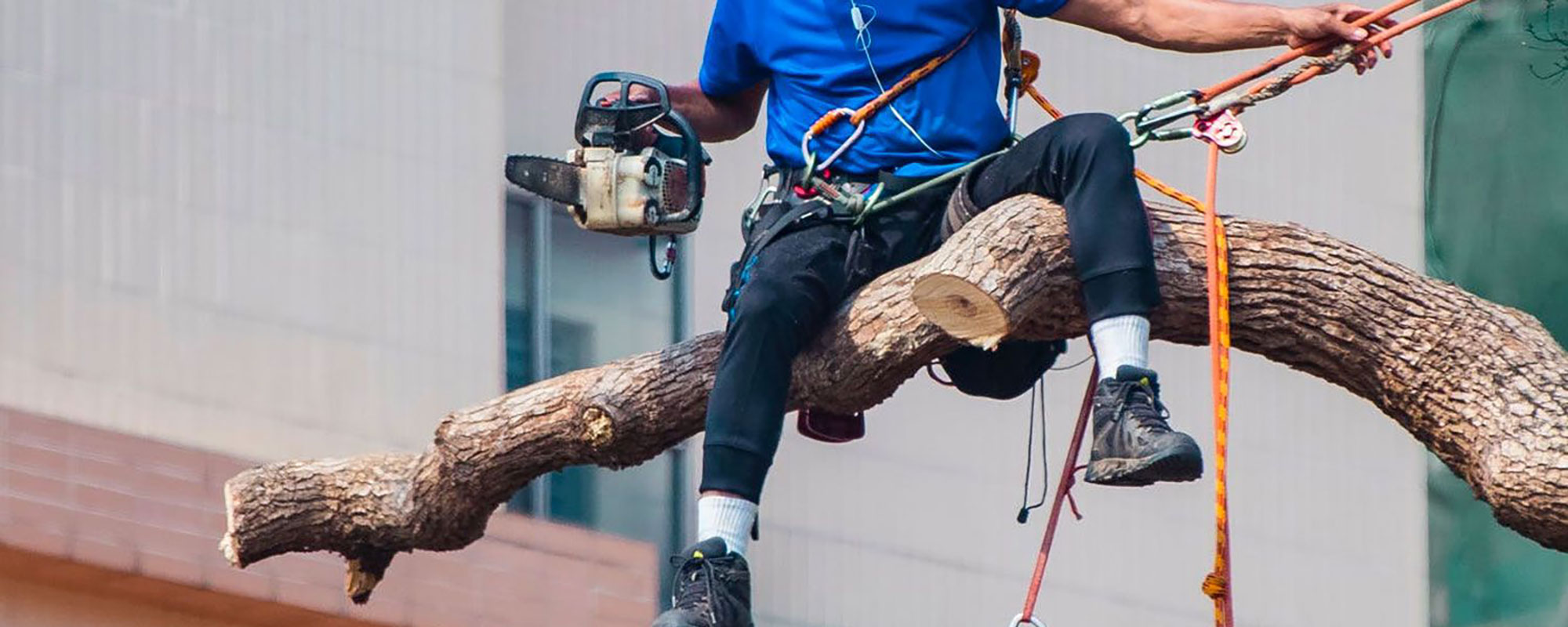 Tree Trimming Services at Aggressive Tree Pros in Central Florida