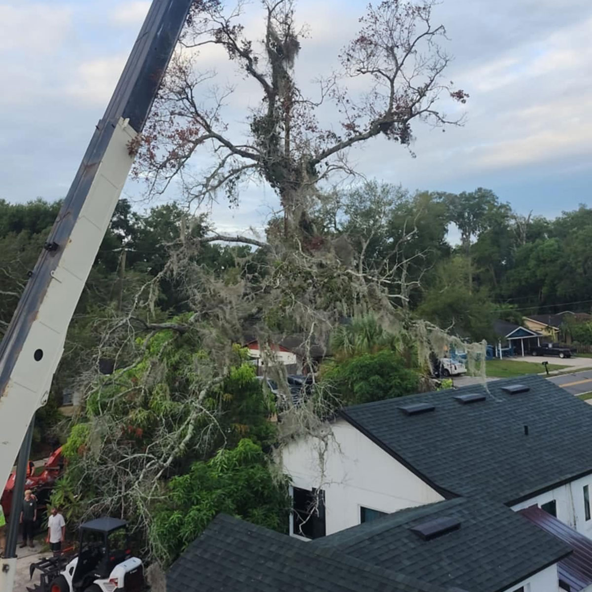 High-risk tree positioned over a house requiring crane removal rather than trimming in Lake Mary FL