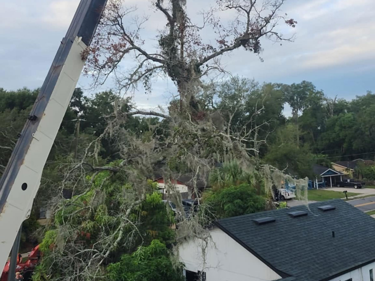 Tree removal using a crane over a home illustrating when a tree should be removed instead of trimmed in Lake Mary FL