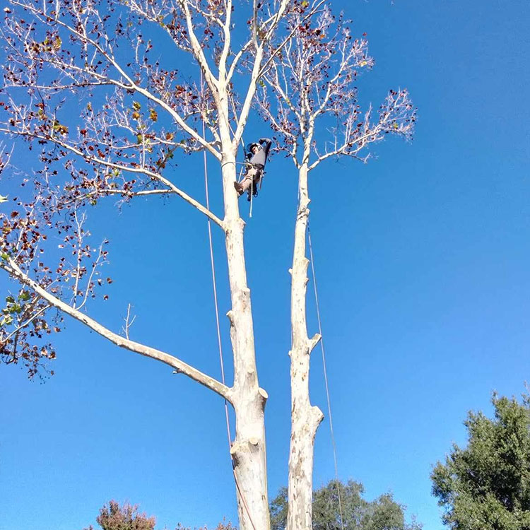 Aggressive Tree Pros certified arborist performing winter tree trimming to reduce storm damage risk
