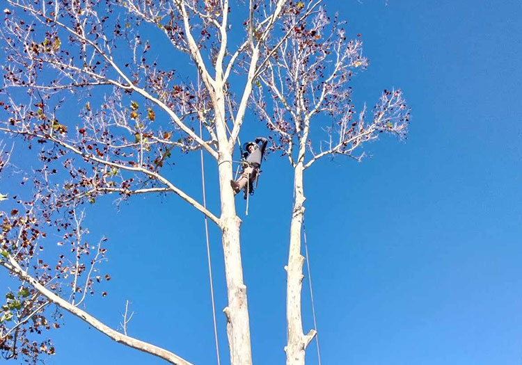 Aggressive Tree Pros certified arborist performing winter tree trimming to reduce storm damage risk
